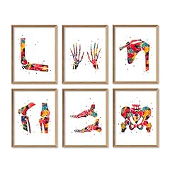 Human bones anatomy for sale  Delivered anywhere in USA 