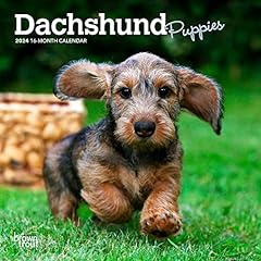 Dachshund puppies 2024 for sale  Delivered anywhere in USA 