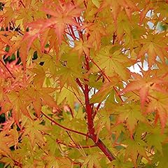 Acer palmatum sangokaku for sale  Delivered anywhere in UK