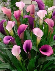 Pasja calla lily for sale  Delivered anywhere in USA 