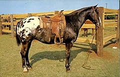 Grand champion appaloosa for sale  Delivered anywhere in USA 