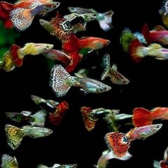 Fancy guppy males for sale  Delivered anywhere in USA 