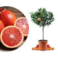Rangerie blutorangenbaum sangu gebraucht kaufen  Wird an jeden Ort in Deutschland