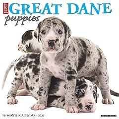 Great dane puppies for sale  Delivered anywhere in UK