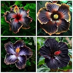 Rare hibiscus seeds for sale  Delivered anywhere in USA 