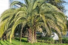 10x palmen samen gebraucht kaufen  Wird an jeden Ort in Deutschland