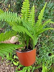 Boston ferns inch for sale  Delivered anywhere in USA 