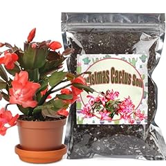 Gotvuge christmas cactus for sale  Delivered anywhere in UK