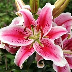 Lily stargazer bulbs for sale  Delivered anywhere in UK