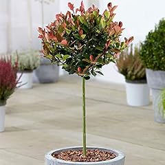 Photinia little red for sale  Delivered anywhere in UK