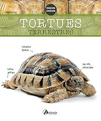 Tortues terrestres d'occasion  Livré partout en Belgiqu