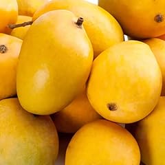 Ataulfo mango tree for sale  Delivered anywhere in USA 