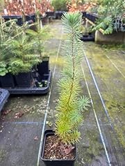 Stone pine sapling for sale  Delivered anywhere in UK