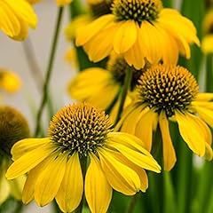 Coneflower papallo lemon usato  Spedito ovunque in Italia 