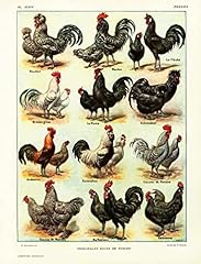 1922 galline galli usato  Spedito ovunque in Italia 