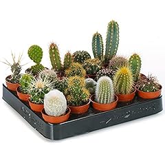 Cactus mixtes plantes d'occasion  Livré partout en Belgiqu