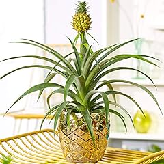 Gorgeous ananas comosus for sale  Delivered anywhere in UK