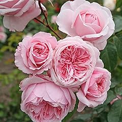 Heirloom roses climbing for sale  Delivered anywhere in USA 