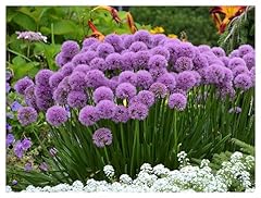 Allium millenium liter gebraucht kaufen  Wird an jeden Ort in Deutschland