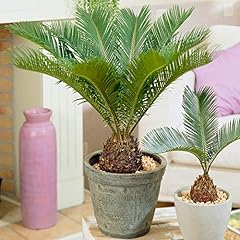 Cycas revoluta indoor for sale  Delivered anywhere in UK