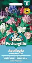 Fothergill aquilegia biedermei for sale  Delivered anywhere in UK