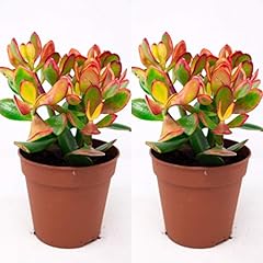 Crassula ovata money for sale  Delivered anywhere in UK