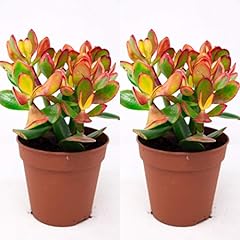 Crassula ovata money for sale  Delivered anywhere in Ireland