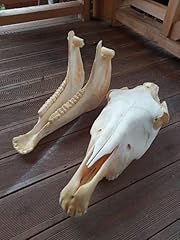 Horse skull natural for sale  Delivered anywhere in USA 