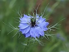 Nigella persian blue for sale  Delivered anywhere in UK