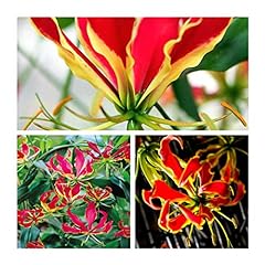 Gloriosa superba rothschildian for sale  Delivered anywhere in UK