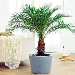 Dwarf pygmy date for sale  Delivered anywhere in USA 