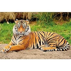 Poster – Majestic Tiger – Picture Decoration Panthera for sale  Delivered anywhere in Canada