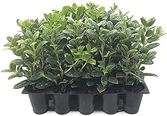 Dwarf burford holly for sale  Delivered anywhere in USA 