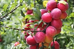 Plum fruit tree for sale  Delivered anywhere in USA 