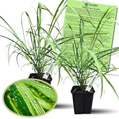 Clovers garden lemongrass for sale  Delivered anywhere in USA 