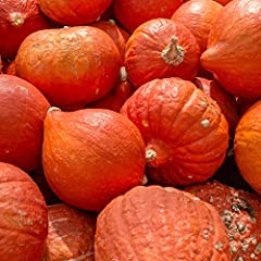 Squash Seeds - Winter - Gold Nugget - 1 Oz ~170 Seeds for sale  Delivered anywhere in USA 