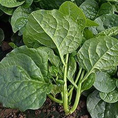 Malbar spinach seeds for sale  Delivered anywhere in USA 