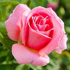 Pink rose plant for sale  Delivered anywhere in USA 