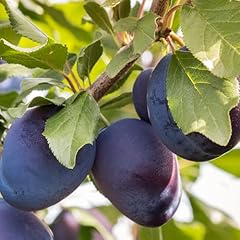 Stanley plum tree for sale  Delivered anywhere in USA 