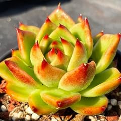 Echeveria agavoides blue for sale  Delivered anywhere in USA 