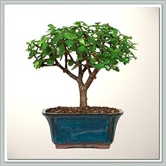 Bonsai tree dwarf for sale  Delivered anywhere in USA 