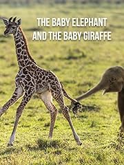 Baby elephant baby for sale  Delivered anywhere in USA 
