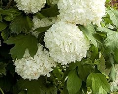 Eastern snowball bush for sale  Delivered anywhere in USA 
