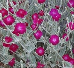Lychnis coronaria silene for sale  Delivered anywhere in UK