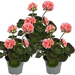 Exotenherz geranien pelargoniu gebraucht kaufen  Wird an jeden Ort in Deutschland