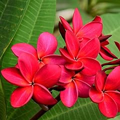 Hawaiian rare plumeria for sale  Delivered anywhere in USA 