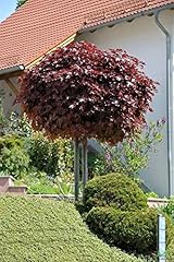 Acer platanoides crimson gebraucht kaufen  Wird an jeden Ort in Deutschland