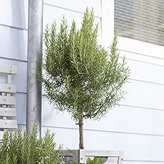 Garden rosemary tree for sale  Delivered anywhere in UK