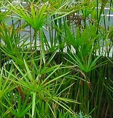 Umbrella palm live for sale  Delivered anywhere in USA 