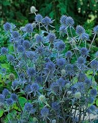 Eryngium planum blauer gebraucht kaufen  Wird an jeden Ort in Deutschland